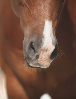 horse veterinary care