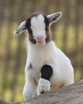 goat veterinary service<br />
